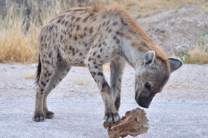 A spotted hyena is fascinated with her new “toy”