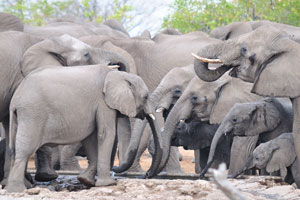 African elephants are drinking water at Kalkheuwel Waterhole