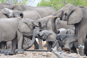 Once common throughout Africa and Asia, elephant numbers were severely depleted during the 20th century, largely due to the massive ivory trade