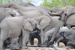 The elephant is distinguished by its massive body, large ears and a long trunk