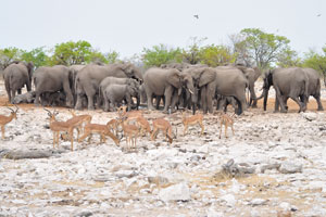 Elephants and impalas are at Kalkheuwel Waterhole