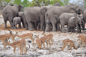 Impalas are on the background of African elephants at Kalkheuwel Waterhole