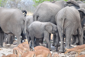 African elephants has a gestation period of 22 months - the longest of any mammal