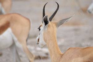 This is the head of a springbok