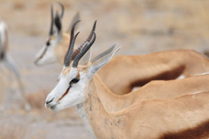 The springbok “Antidorcas marsupialis” is a graceful, strikingly marked antelope of the gazelle tribe