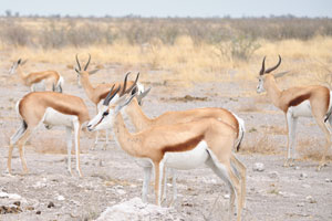 The springbok once roamed in enormous herds but is now much reduced in numbers