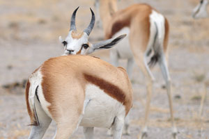 The springbok is the symbol and nickname of the national rugby team of South Africa