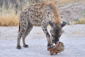 The spotted hyena “Crocuta crocuta” is native to Sub-Saharan Africa