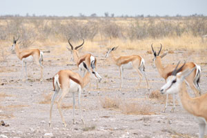 Springboks can be outrun by cheetahs over a short distance and by wild dogs over a long distance