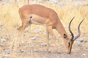 The impala “Aepyceros melampus” is a medium-sized antelope found in eastern and southern Africa