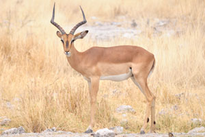 The impala is a swift-running antelope, the most abundant ruminant in the savannas of eastern and southern Africa