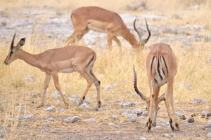 The impala is often seen in large breeding herds closely shepherded by a territorial male