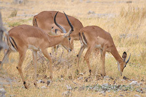 The impala can be described as perfection in an antelope, it is both beautiful and athletic - a world-class high jumper