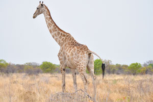 The giraffe is a genus of African even-toed ungulate mammals, the tallest living terrestrial animals and the largest ruminants