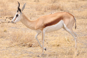 A springbok