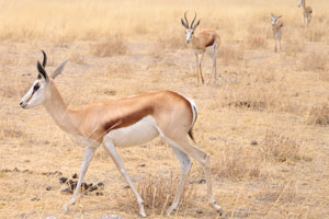 The springbok is a slender antelope with long legs and neck