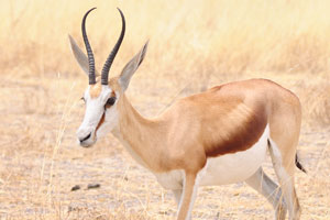 Native to southwest Africa, where it is the most abundant plains antelope, the springbok was once a dominant migrating species