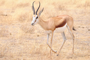 The springbok grazes during the rainy season and browses on foliage and citron melons during the dry season