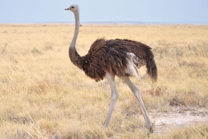 A female ostrich