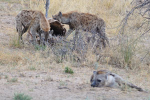 We met a cackle of spotted hyenas between King Nehale Gate and Namutoni Restcamp