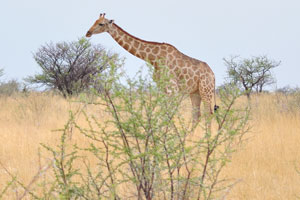 The giraffe's distinguishing characteristics are its extremely long neck and legs