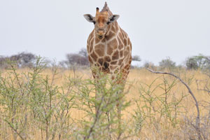 The giraffe's distinguishing characteristics are its horn-like ossicones, and its distinctive coat patterns
