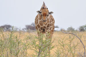 Giraffes are common throughout the park as they are hardy animals and not dependent on a regular water supply