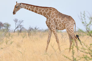Giraffes are even spotted in areas where the vegetation seems too low for them to browse, such as the short grass plains