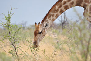 A giraffe is eating tiny leaves of acacia