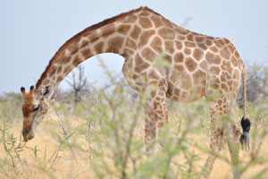 Giraffes are the tallest of all land animals