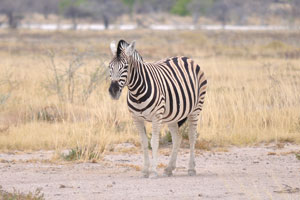 Zebras are closely related to domestic horses
