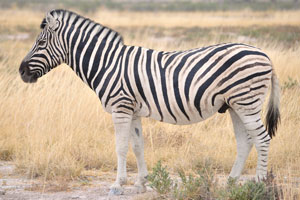 The Burchell's zebra is the closest relative to the extinct Quagga which roamed the southern plains of South Africa until the 19th century