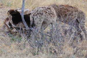 A cackle of spotted hyenas are eating a giraffe