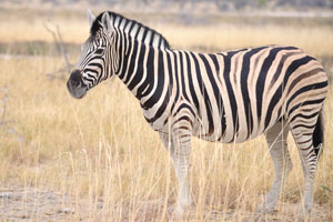 The southern Burchell's zebra has a distinctive shadow brown stripe in the white stripe