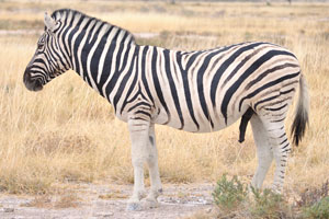 A male Burchell's zebra with the penis