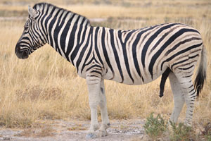 A male Burchell's zebra with the penis erect and aroused