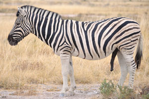 A Burchell's zebra with the black penis