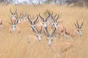 Active mainly at dawn and dusk, springbok form harems (mixed-sex herds)