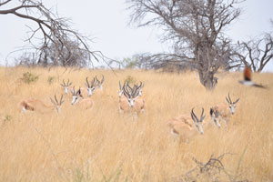 A herd of springboks