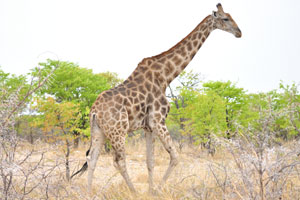 Giraffes may be preyed on by lions, leopards, spotted hyenas and African wild dogs
