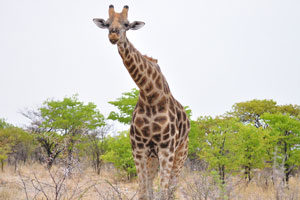 There are an estimated 90000 individuals of Giraffa in the wild, with 1144 currently in captivity