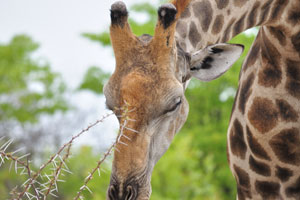 Ossicones are horn-like protuberances on the heads of giraffes