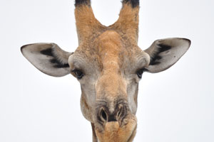 A funny giraffe's muzzle