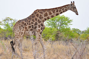 The giraffe is the tallest animal in the world, attaining a height of 5.5 m