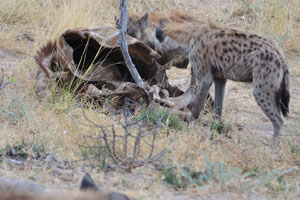 Here is only the skin which left after a giraffe was eaten by the spotted hyenas