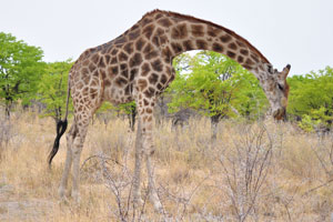 Giraffes can run as fast as 35 miles an hour over short distances, or cruise at 10 mph over longer distances