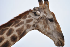 Both male and female giraffes have two distinct, hair-covered horns called ossicones
