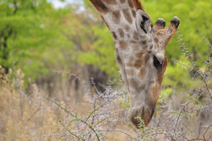Giraffes spend most of their lives standing up, they even sleep and give birth standing up