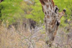 Giraffe's spots are much like human fingerprints, there are no two giraffes which have exactly the same pattern