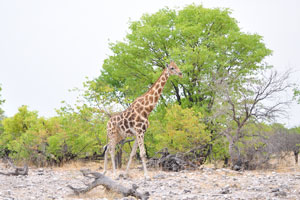 Giraffes can bellow, snort, hiss and make flute-like sounds
